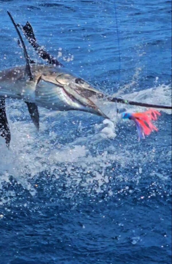 Tunahawk 29 - Pro Fishing - Image 10
