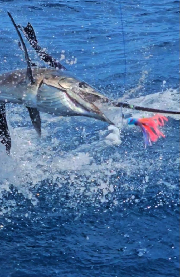 Tunahawk 29 - Pro Fishing - Image 10