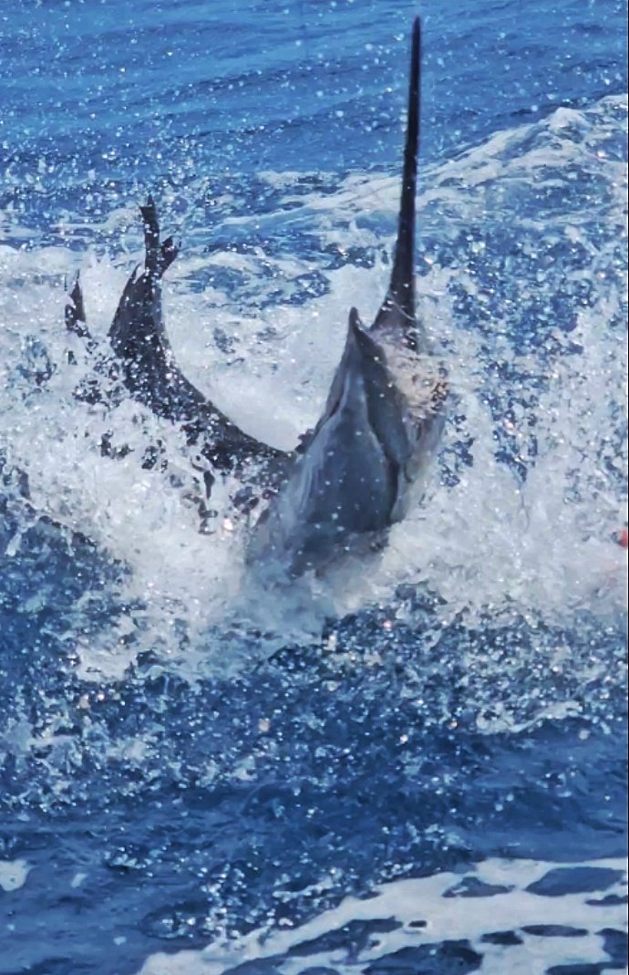 Tunahawk 29 - Pro Fishing - Image 9