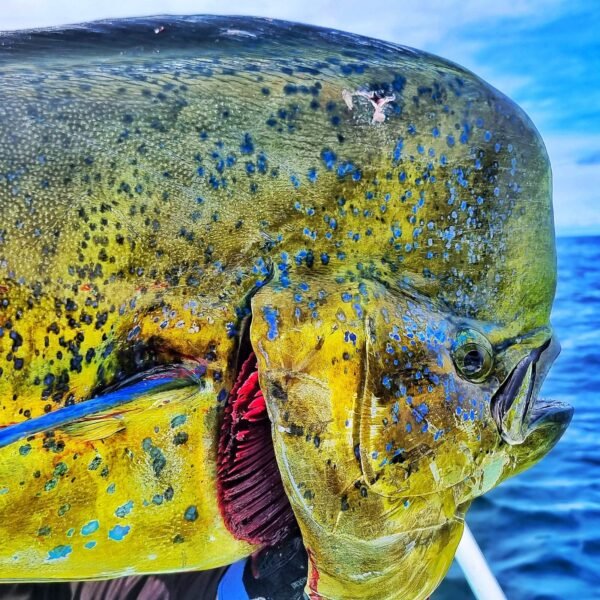 Tunahawk 29 - Fun Fishing - Image 5